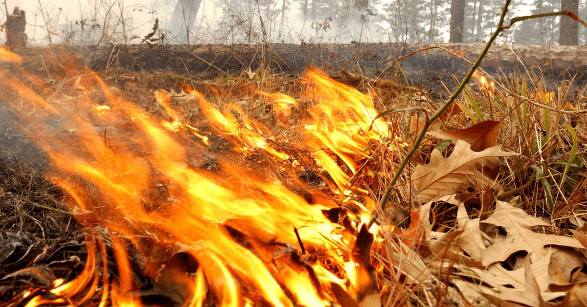 Conducting Controlled Burns on Your Property Featured Image